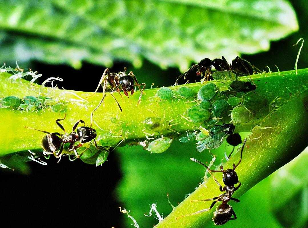 Team Synergy